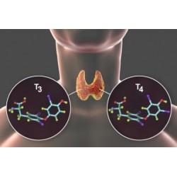 T3 and T4 in Pharmacy Products
