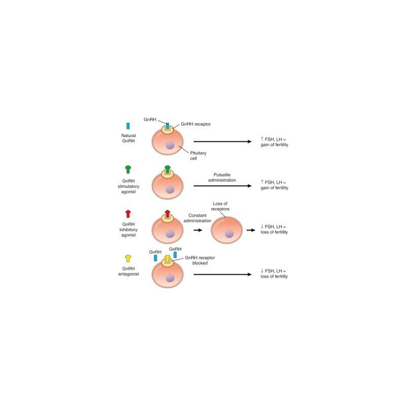 GnRH Agonists